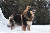 CHIEN FINNOIS DE LAPONIE 195